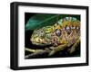 Chameleon, Madagascar-Charles Glover-Framed Art Print