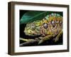 Chameleon, Madagascar-Charles Glover-Framed Art Print