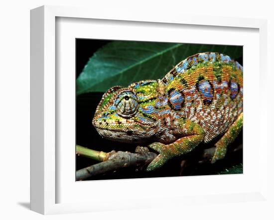 Chameleon, Madagascar-Charles Glover-Framed Art Print