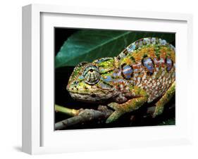 Chameleon, Madagascar-Charles Glover-Framed Art Print