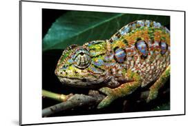Chameleon, Madagascar-Charles Glover-Mounted Art Print