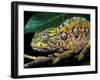 Chameleon, Madagascar-Charles Glover-Framed Art Print