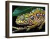 Chameleon, Madagascar-Charles Glover-Framed Art Print