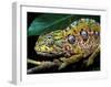 Chameleon, Madagascar-Charles Glover-Framed Art Print