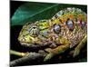 Chameleon, Madagascar-Charles Glover-Mounted Art Print