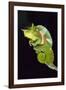 Chameleon Perched on Branch-David Aubrey-Framed Photographic Print