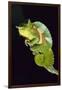 Chameleon Perched on Branch-David Aubrey-Framed Photographic Print