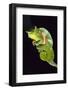 Chameleon Perched on Branch-David Aubrey-Framed Photographic Print