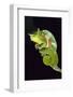 Chameleon Perched on Branch-David Aubrey-Framed Photographic Print