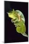 Chameleon Perched on Branch-David Aubrey-Mounted Photographic Print