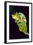 Chameleon Perched on Branch-David Aubrey-Framed Photographic Print