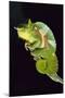 Chameleon Perched on Branch-David Aubrey-Mounted Photographic Print