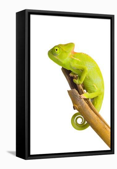 Chameleon-null-Framed Stretched Canvas