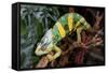 Chameleon.-Debu55y-Framed Stretched Canvas