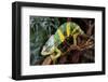 Chameleon.-Debu55y-Framed Photographic Print