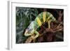 Chameleon.-Debu55y-Framed Photographic Print