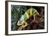 Chameleon.-Debu55y-Framed Photographic Print