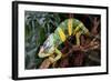 Chameleon.-Debu55y-Framed Photographic Print
