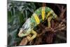 Chameleon.-Debu55y-Mounted Photographic Print