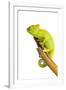 Chameleon-null-Framed Photographic Print