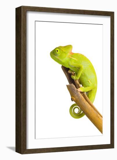 Chameleon-null-Framed Photographic Print