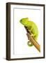 Chameleon-null-Framed Photographic Print