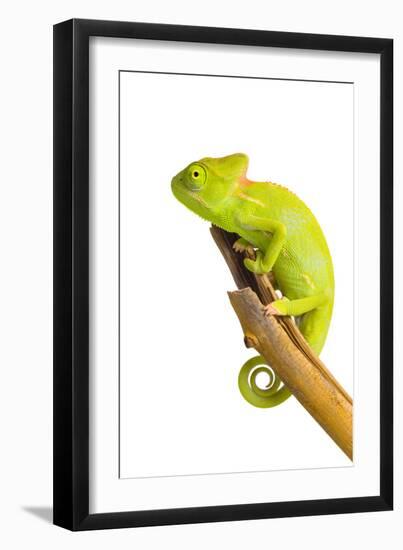 Chameleon-null-Framed Photographic Print