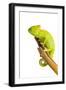 Chameleon-null-Framed Photographic Print