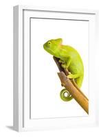 Chameleon-null-Framed Photographic Print