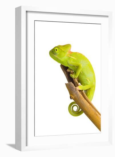 Chameleon-null-Framed Photographic Print