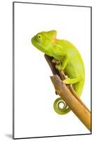 Chameleon-null-Mounted Photographic Print