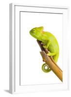 Chameleon-null-Framed Photographic Print