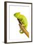 Chameleon-null-Framed Photographic Print