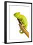 Chameleon-null-Framed Photographic Print