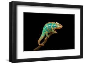 Chameleon-Mark Bridger-Framed Premium Photographic Print