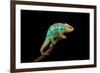 Chameleon-Mark Bridger-Framed Photographic Print