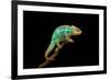 Chameleon-Mark Bridger-Framed Photographic Print