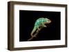 Chameleon-Mark Bridger-Framed Photographic Print