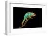 Chameleon-Mark Bridger-Framed Photographic Print