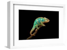 Chameleon-Mark Bridger-Framed Photographic Print