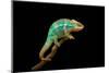 Chameleon-Mark Bridger-Mounted Photographic Print