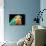 Chameleon-Mark Bridger-Photographic Print displayed on a wall