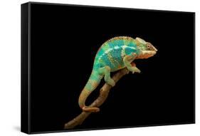 Chameleon-Mark Bridger-Framed Stretched Canvas