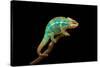 Chameleon-Mark Bridger-Stretched Canvas