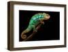 Chameleon-Mark Bridger-Framed Premium Photographic Print