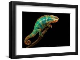 Chameleon-Mark Bridger-Framed Premium Photographic Print