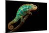 Chameleon-Mark Bridger-Mounted Premium Photographic Print