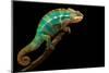 Chameleon-Mark Bridger-Mounted Photographic Print