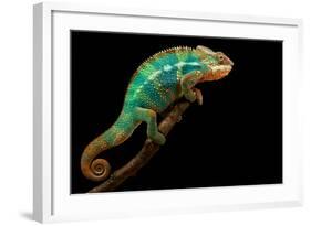 Chameleon-Mark Bridger-Framed Photographic Print