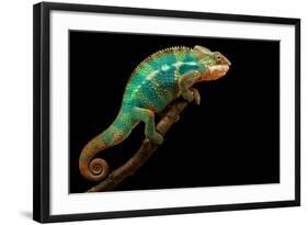 Chameleon-Mark Bridger-Framed Photographic Print
